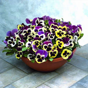cvetki violy v gorshke