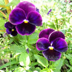 cvetok viola trimardo