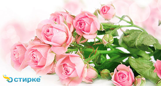 розовые розы