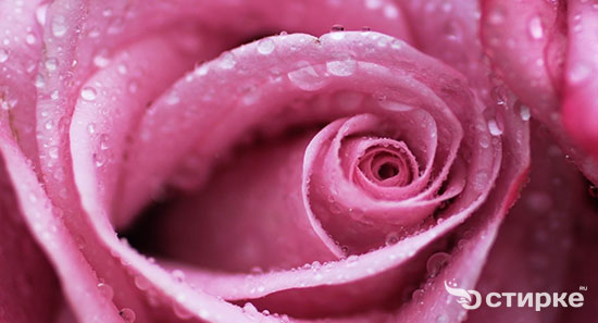 роса на розе