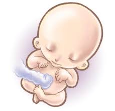 8-nedelya-beremennosti-chto-proisxodit-5