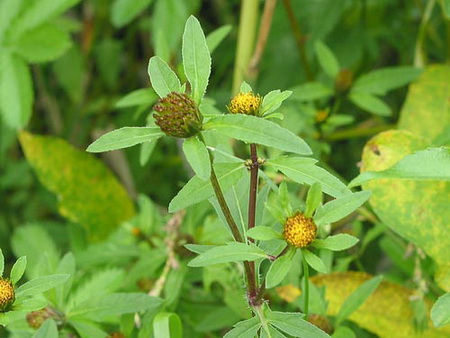 череда, противопоказания