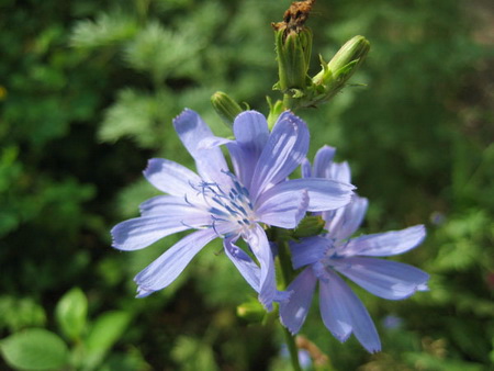 цикорий, противопоказания