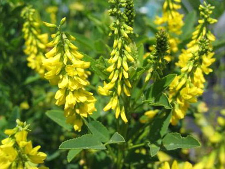 противопоказания к доннику