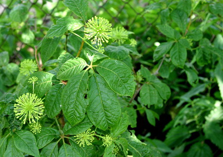 элеутерококк, противопоказания