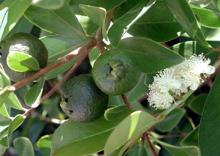 эвкалипт, противопоказания