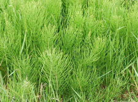 хвощ полевой, противопоказания к применению