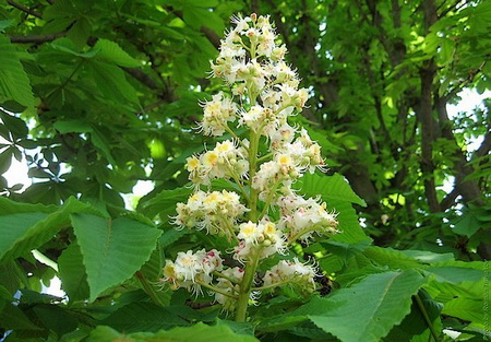 каштан, противопоказания