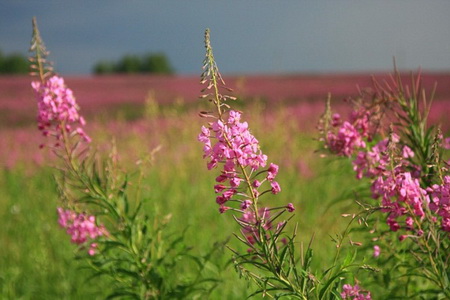 кипрей противопоказания