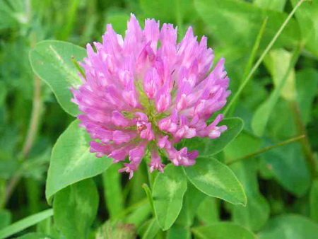 противопоказания к клеверу