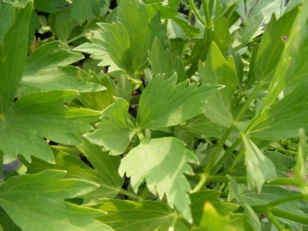 любисток, противопоказание