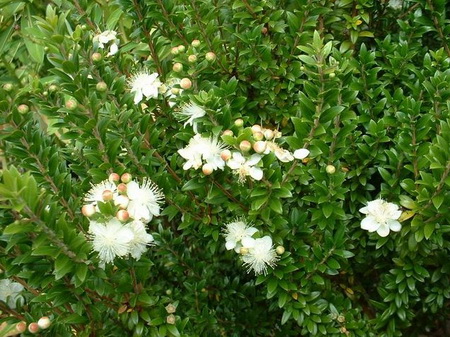 мирт, противопоказания