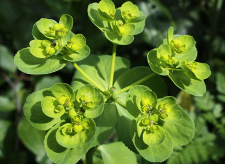 молочай, противопоказания