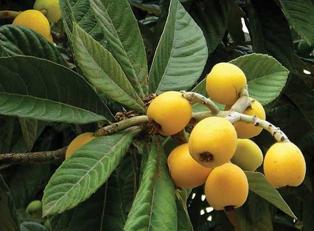 мушмула, противопоказания к применению