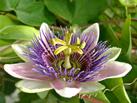 пассифлора противопоказания