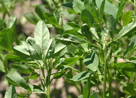 пажитник, противопоказания