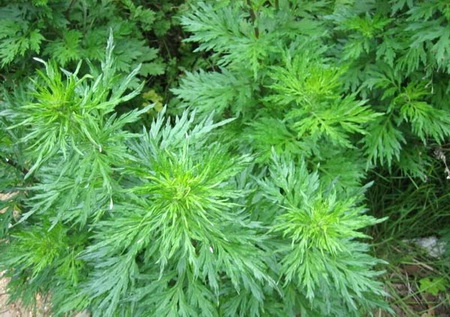 полынь, противопоказания