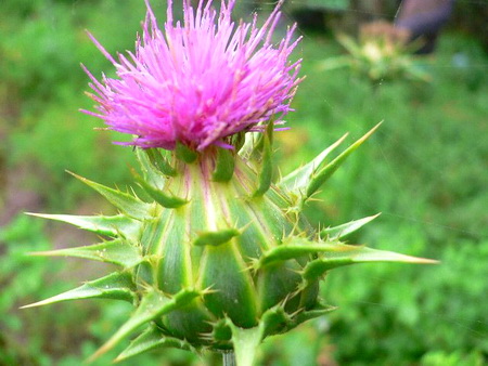 расторопша, противопоказания