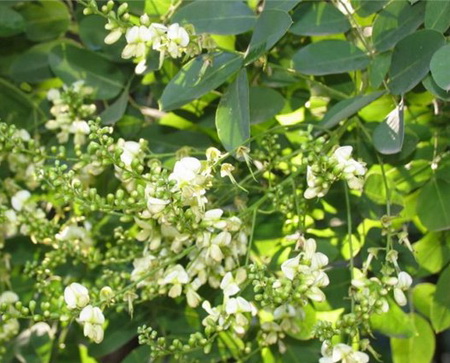 софора фото