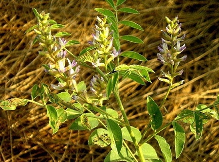 солодка, противопоказания