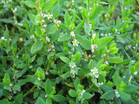 спорыш, противопоказания к применению