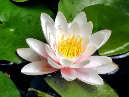 водяная лилия, противопоказания