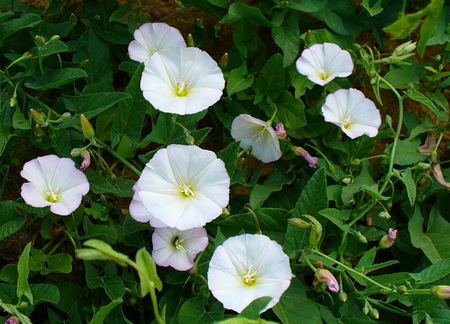 вьюнок, противопоказание