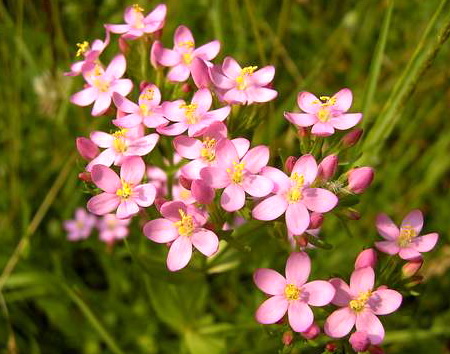 золототысячник, противопоказания