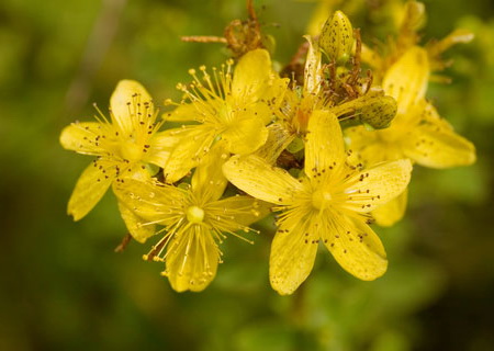 зверобой, противопоказания