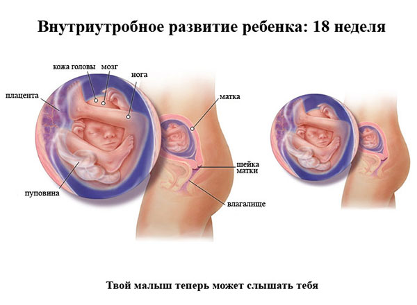Внутриутробное развитие ребёнка 18 недель