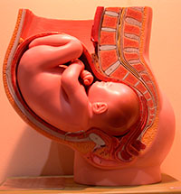 31 неделя беременности. Что происходит в организме?