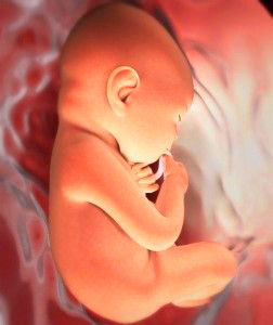 развивитие младенца на 31 неделе