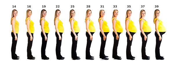 фото роста живота у беременных по месяцам
